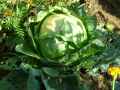 Brassicaceae-Brassica-oleracea-Chou-commun-Chou-blanc-20131124141420.jpg