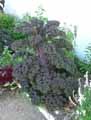 Brassica oleracea Redbor
