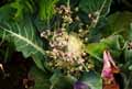 Brassica oleracea var. botrytis