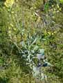 Brassica oleracea var. capitata f. rubra
