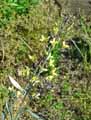 Brassica oleracea var. capitata f. rubra