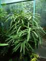 Brexiaceae-Brexia-spinosa-Brexia.jpg