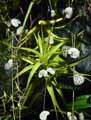 Bromeliaceae-Tillandsia-albida-Filles-de-l-air.jpg