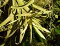 Tillandsia streptophylla
