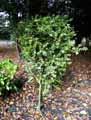 Buxus sempervirens Rotundifolia