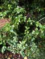 Buxaceae-Buxus-sempervirens-Rotundifolia-Buis-a-feuilles-rondes.jpg