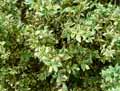 Buxus sempervirens argenteovariegata