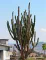 Cereus peruvianus
