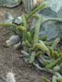Cleistocactus aureispinus