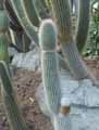 Cactaceae-Cleistocactus-hyalacanthus-Cleistocactus.jpg