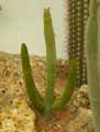 Cactaceae-Cleistocactus-laniceps-Cleistocactus.jpg
