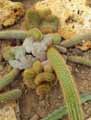 Cleistocactus samaipatanus fma cristata