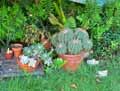 Cactaceae-Echinocactus-grusonii-Coussin-de-belle-mere.jpg