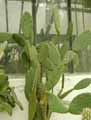 Opuntia leucotricha