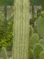 Pachycereus marginatus