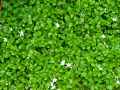Campanulaceae-Pratia-purpurascens-Pratia-blanc-20131125124806.jpg