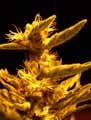 Cannabis indica x sativa