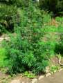 Cannabinaceae-Cannabis-sativa-Cannabis-Marie-Jeanne.jpg