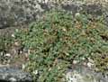 Caryophyllaceae-Cerastium-alpinum-Ceraiste-des-Alpes.jpg