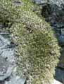 Minuartia graminifolia