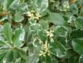 Celastraceae-Euonymus-fortunei-Emerald-Fusain.jpg