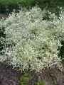 Celastraceae-Euonymus-hamiltonianus-Snow-Fusain-de-Hamilton-9229.jpg