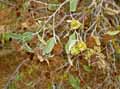 Anogeissus leiocarpus