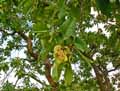 Combretaceae-Terminalia-macroptera-Badamier-du-Senegal.jpg
