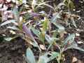 Commelinaceae-Setcreasea-purpurea-Setcrease-pourpre-20131125132956.jpg