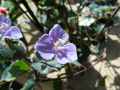 Commelinaceae-Tinantia-pringlei-Tinantia-20131125133243.jpg