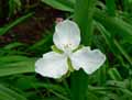 Commelinaceae-Tradescantia-x-andersoniana-alba-Tradescantia-virginiana-alba-Ephemere-blanche-de-Virginie.jpg