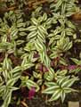 Commelinaceae-Tradescantia-zebrina-Juif-errant-Ephemere-Misere.jpg