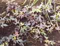 Convolvulaceae-Ipomoea-batatas-Blackie-Patate-douce.jpg