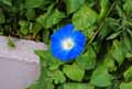 Convolvulaceae-Ipomoea-purpurea-Heavenly-Blue-Ipomee-Volubilis.jpg