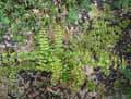 Coriaria kingiana, Corynocarpus laevigatus