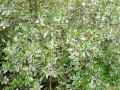 Cornaceae-Cornus-alba-Elegantissima-Variegata-Cornouiller-blanc-20131125135353.jpg