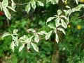 Cornus alternifolia Argentea