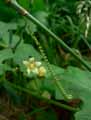 Bryonia cretica ssp. Dioica