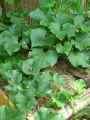 Cucurbitaceae-Cucumis-sativus-Raider-Concombre-Raider-20131125141836.jpg