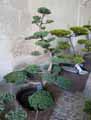 Cupressaceae-Juniperus-chinensis-Genevrier-de-Chine.jpg