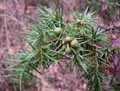 Cupressaceae-Juniperus-communis-Genevrier-commun.jpg
