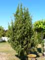 Cupressaceae-Juniperus-oxycedrus-Genevrier-oxycedre-Arbre-a-Cade.jpg