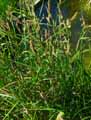Carex acutiformis