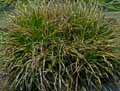 Cyperaceae-Carex-demissa-Laiche-vert-jaunatre.jpg