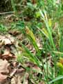 Cyperaceae-Carex-pallescens-Laiche-pale.jpg