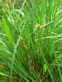 Carex panicea