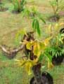 Dioscoreaceae-Tacca-leontopetaloides-Plante-chauve-souris.jpg