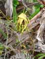 Dioscoreaceae-Tacca-sp.-Plante-chauve-souris.jpg