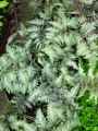Dryopteridaceae-Athyrium-nipponicum-Mettalicum-Fougere-peinte-9308.jpg