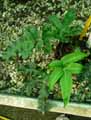 Dryopteridaceae-Phanerophlebia-juglandifolia-Phanerophlebia.jpg